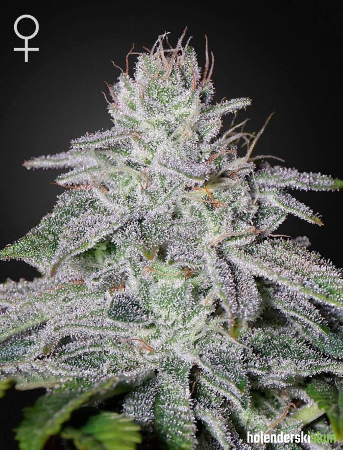 francos lemon cheese