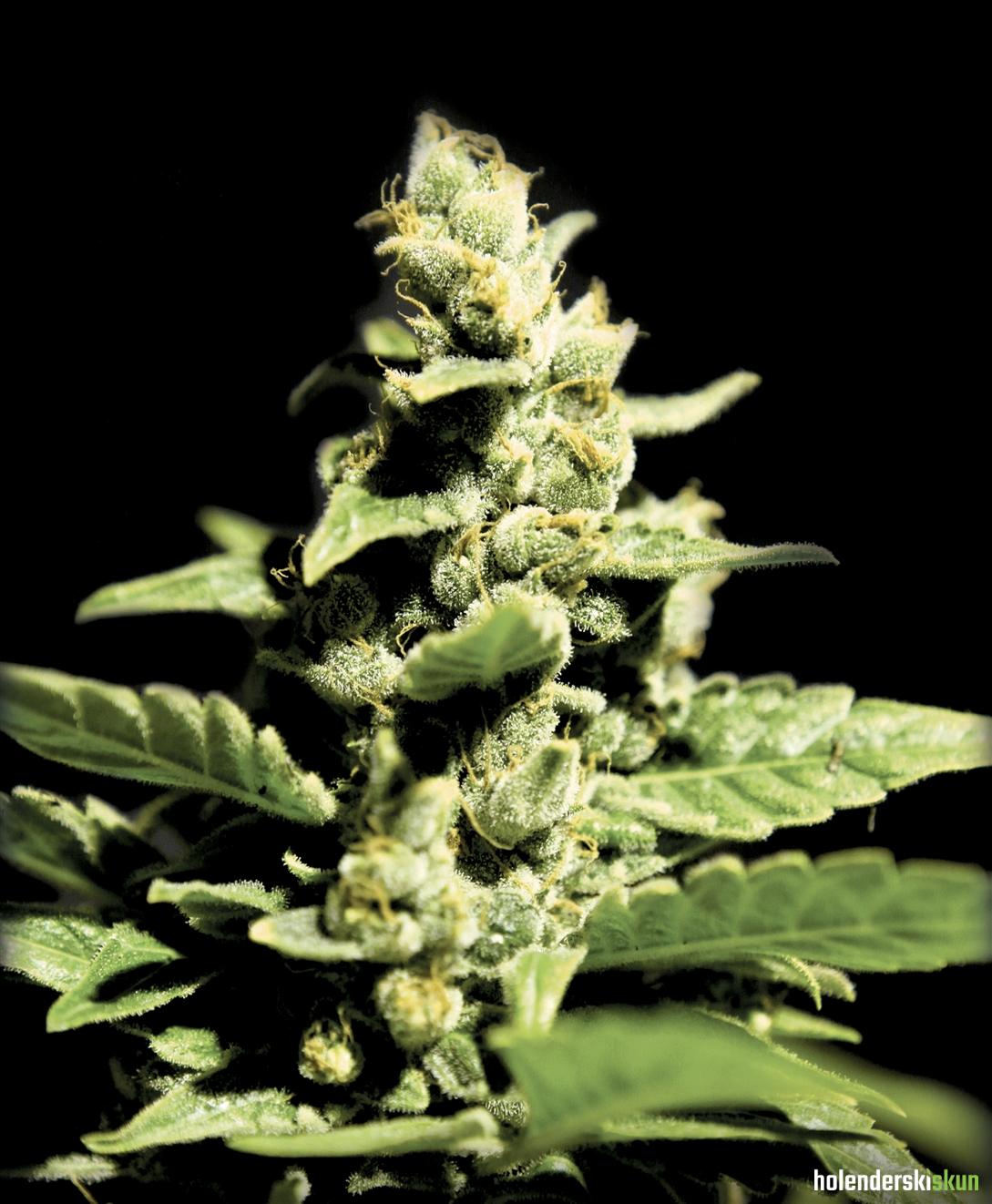 green-o-matic (autoflowering)