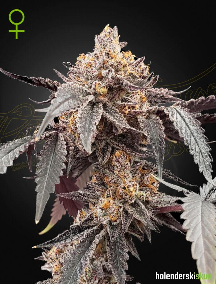 guava x gelato 41 auto