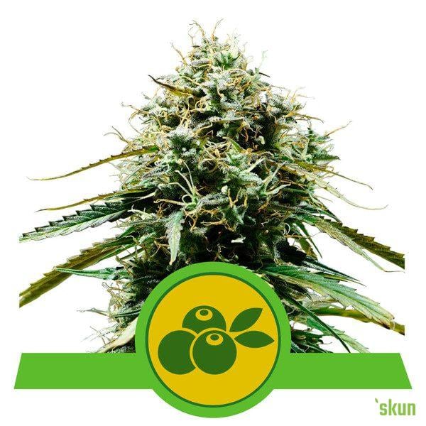 haze berry auto