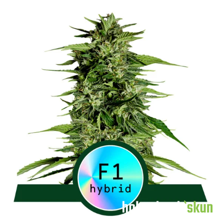 hyperion f1