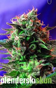 jack 47 f1 fast version