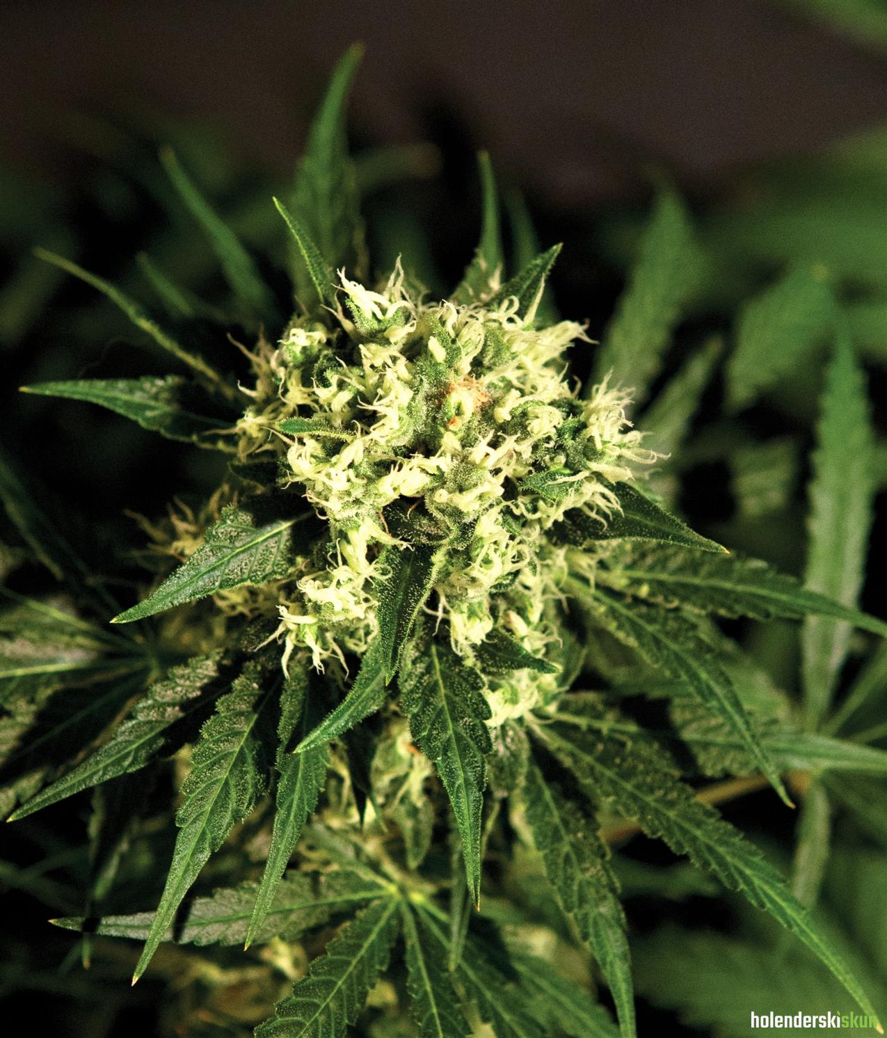 kalashnikova automatic