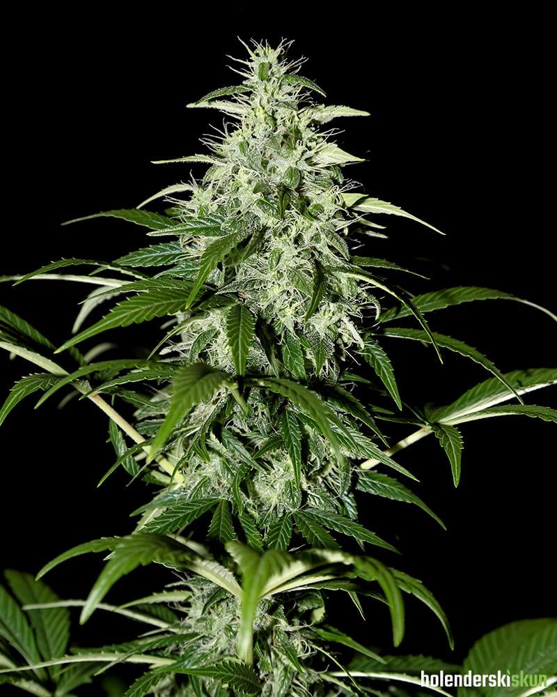 kalashnikova automatic