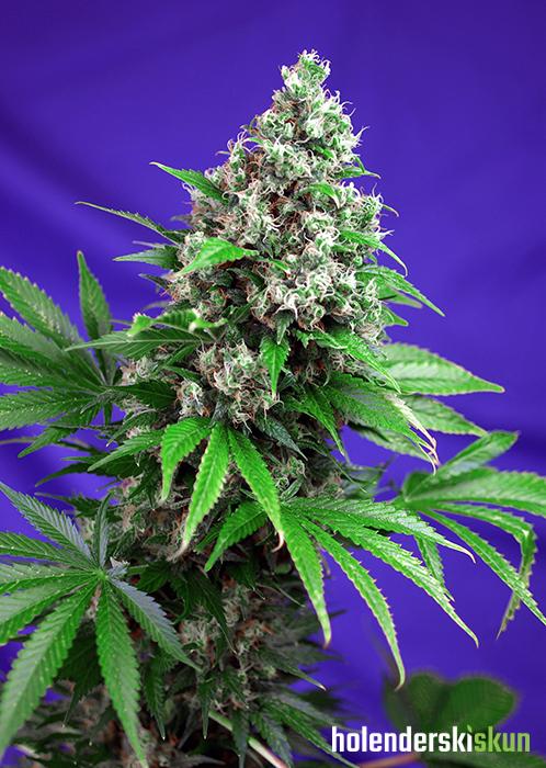 killer kush f1 fast version