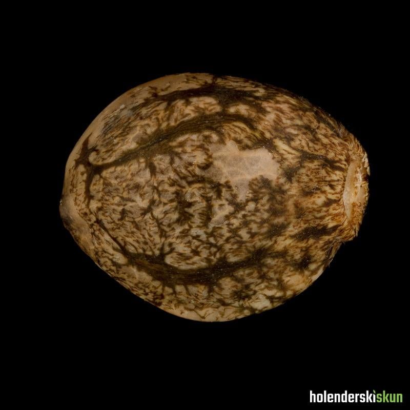 l.a. vanilla cake auto