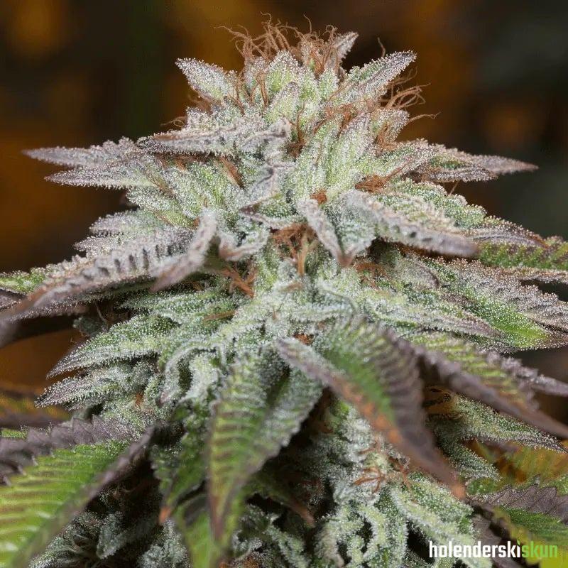 l.a. vanilla cake auto