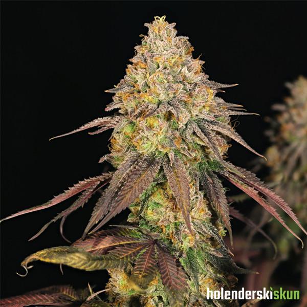 legendary og punch