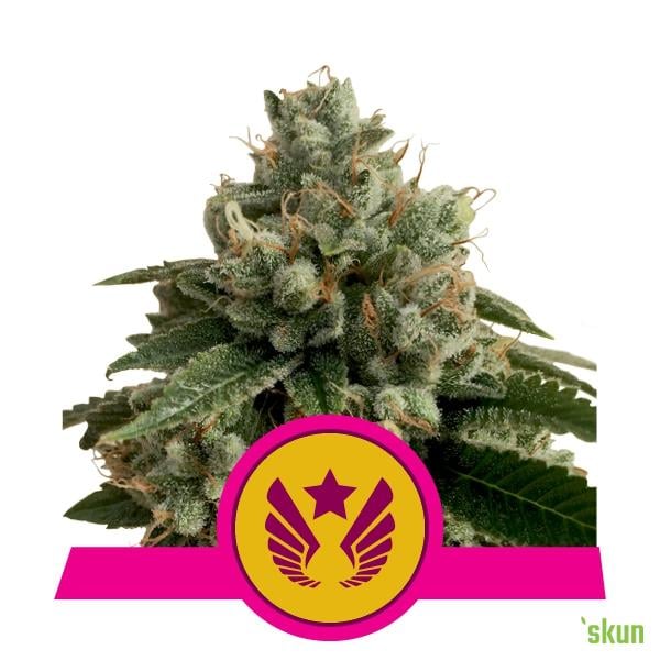 legendary og punch
