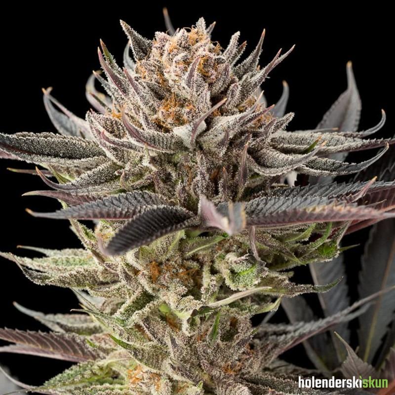 lemon tree 2.0 by lemon tree