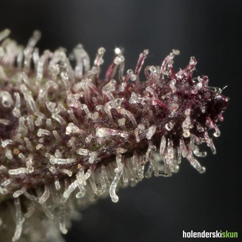 lemon tree 2.0 by lemon tree