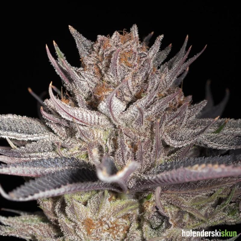 lemon tree 2.0 by lemon tree