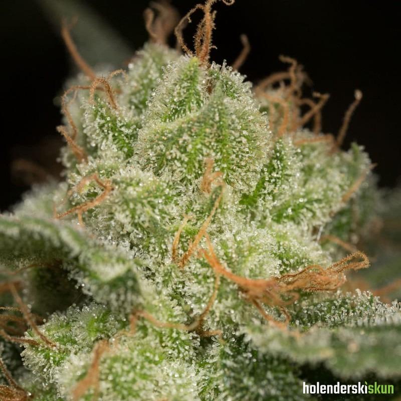 lemon tree fast by lemon tree