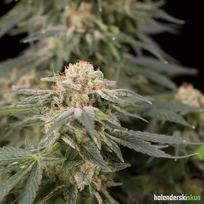 lemon tree fast by lemon tree