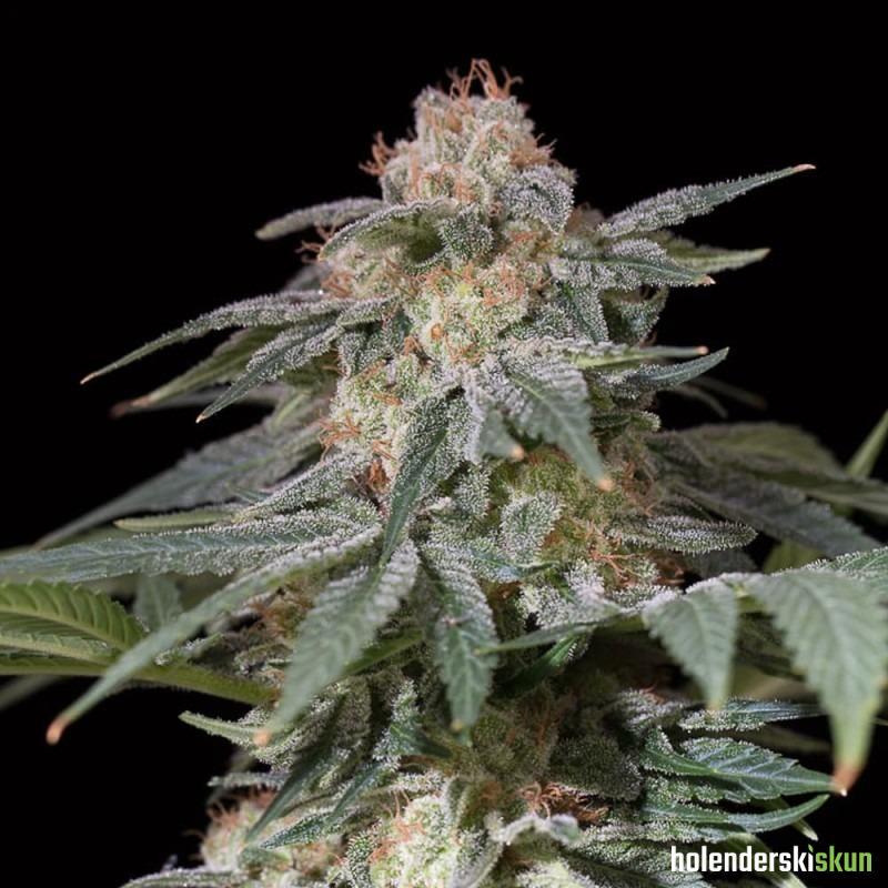 lemon tree fast by lemon tree