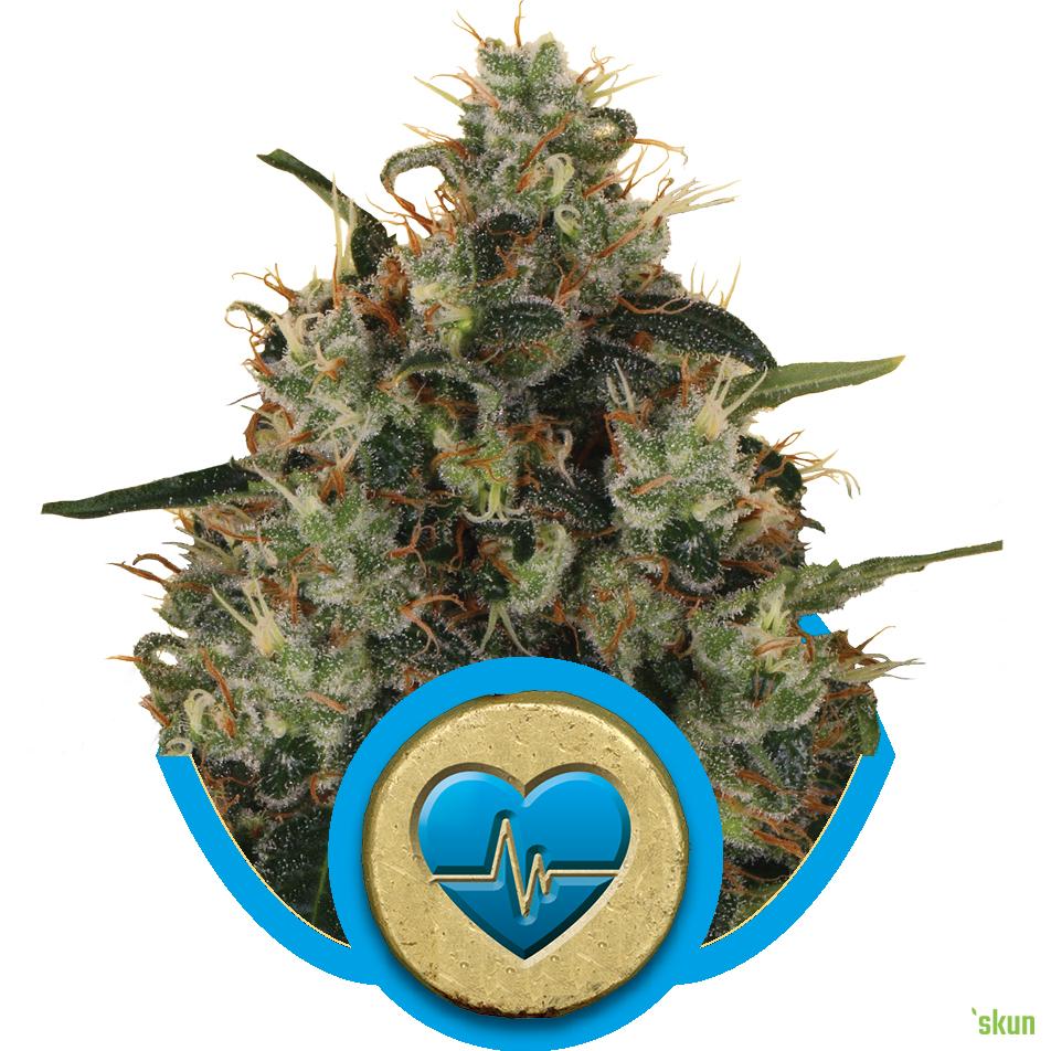 medical mass cbd