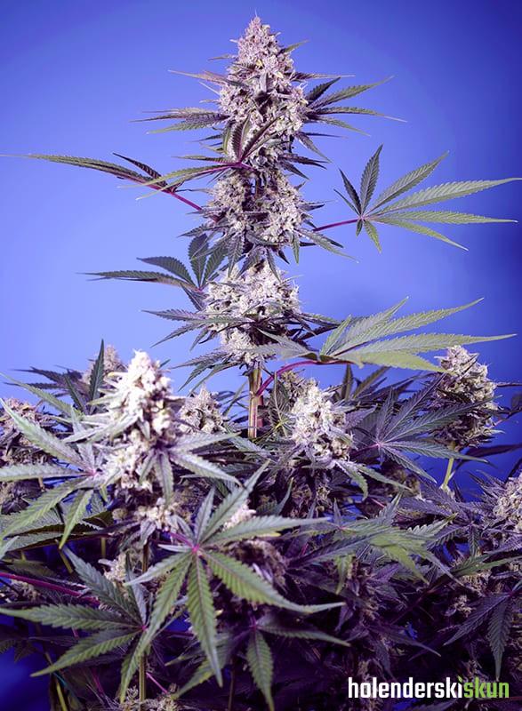 mental rainbow f1 fast version®