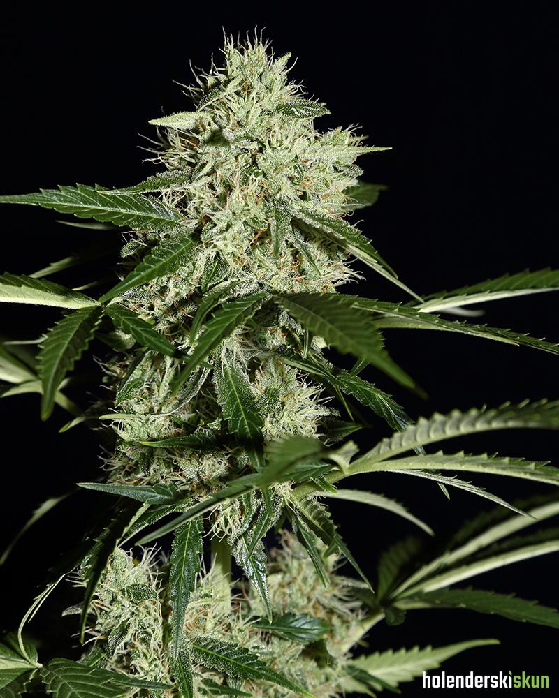 northern lights auto