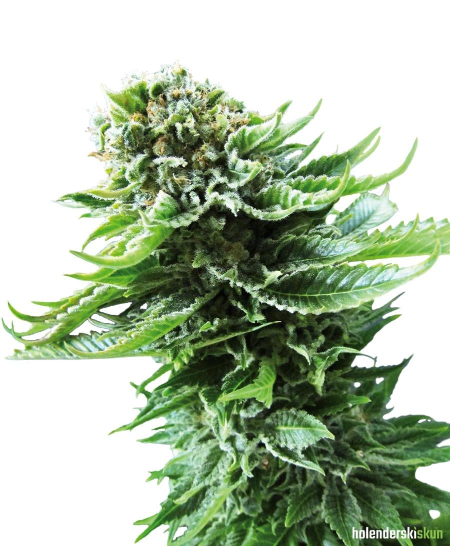 northern lights automatic