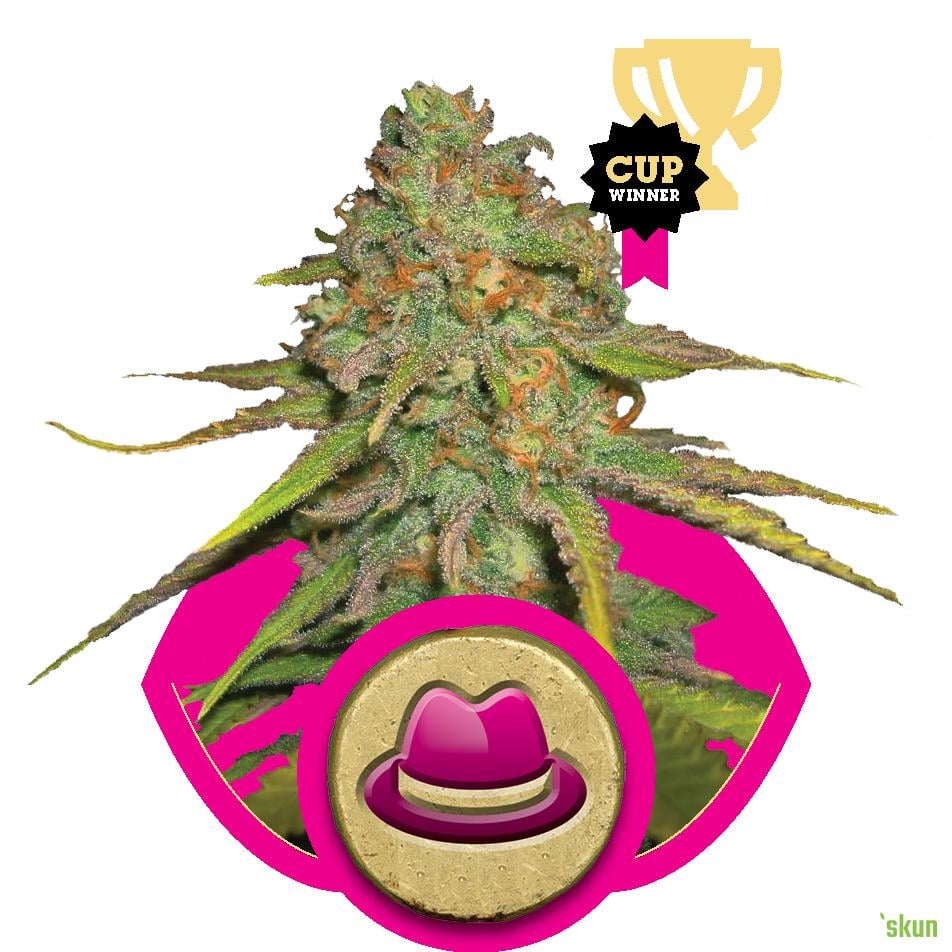 o.g. kush (royal queen seeds)