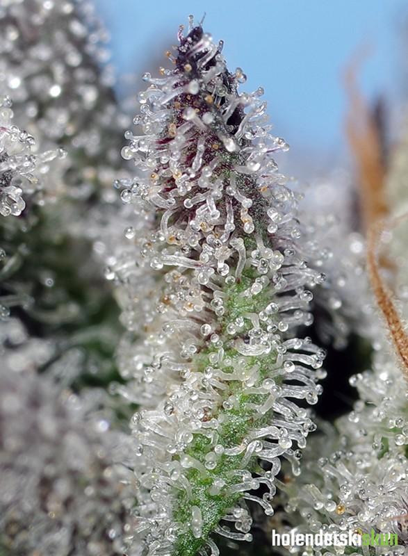 orange apricot glue xl auto®