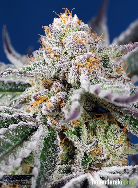 orange apricot glue xl auto®