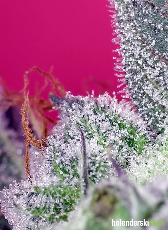 papaya zoap f1 fast version®