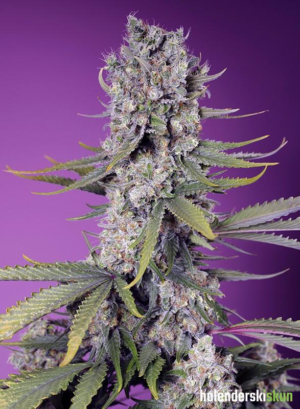 papaya zoap f1 fast version®