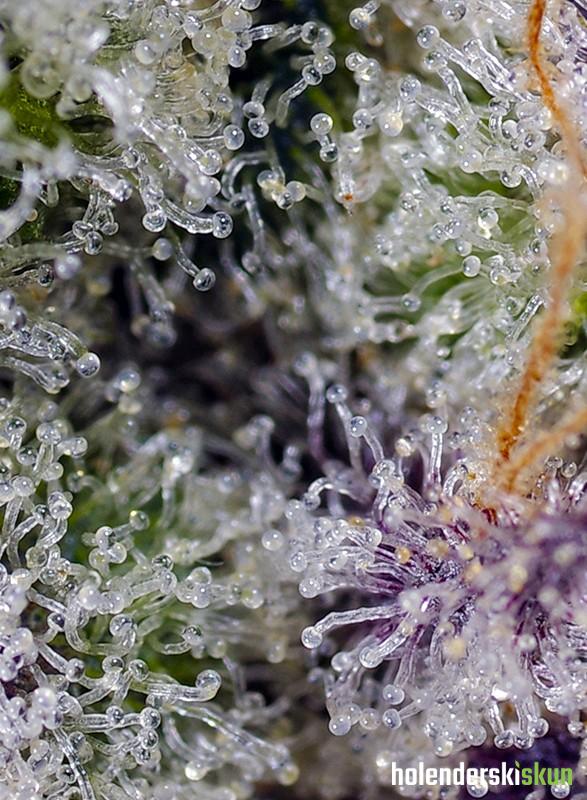 pineapple slush xl auto®