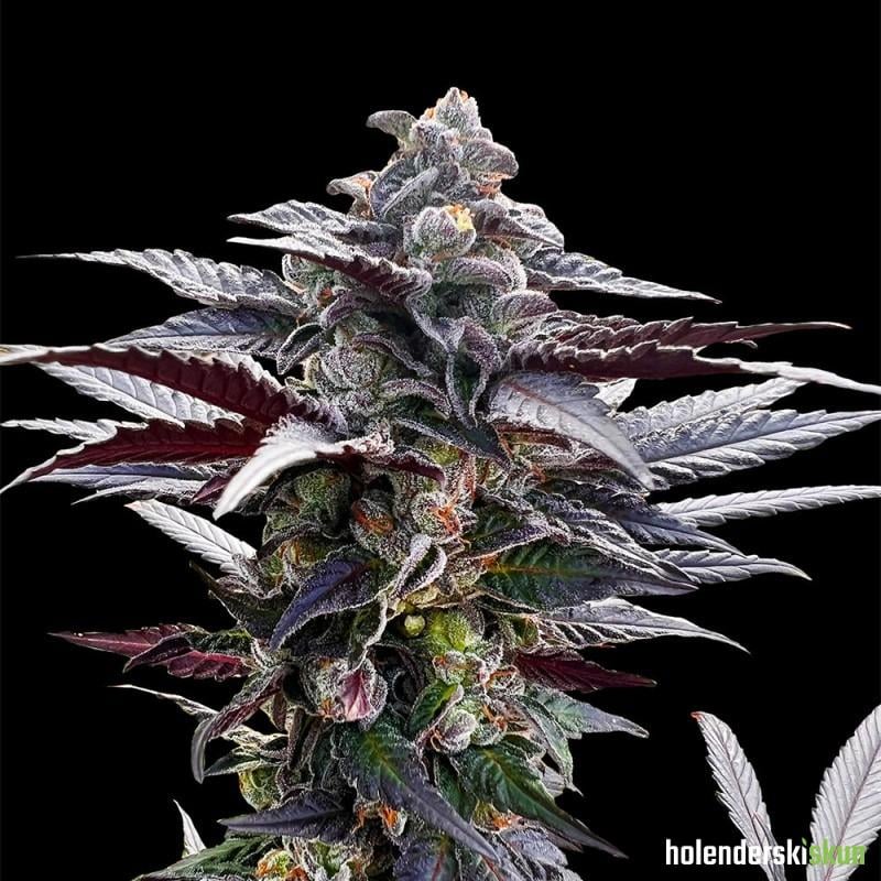 pink sunset by sherbinskis