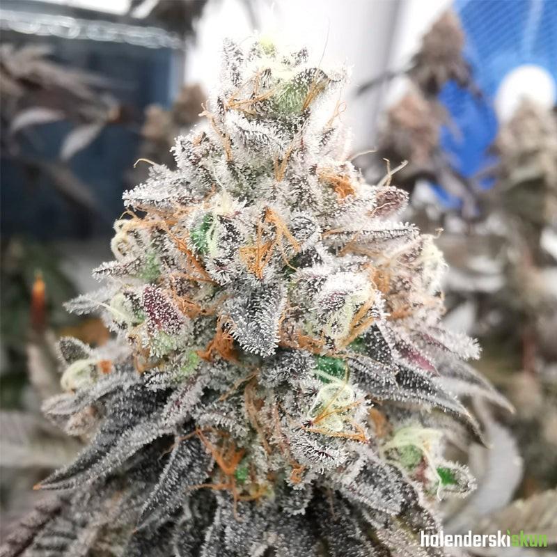 polar gelato by sherbinskis