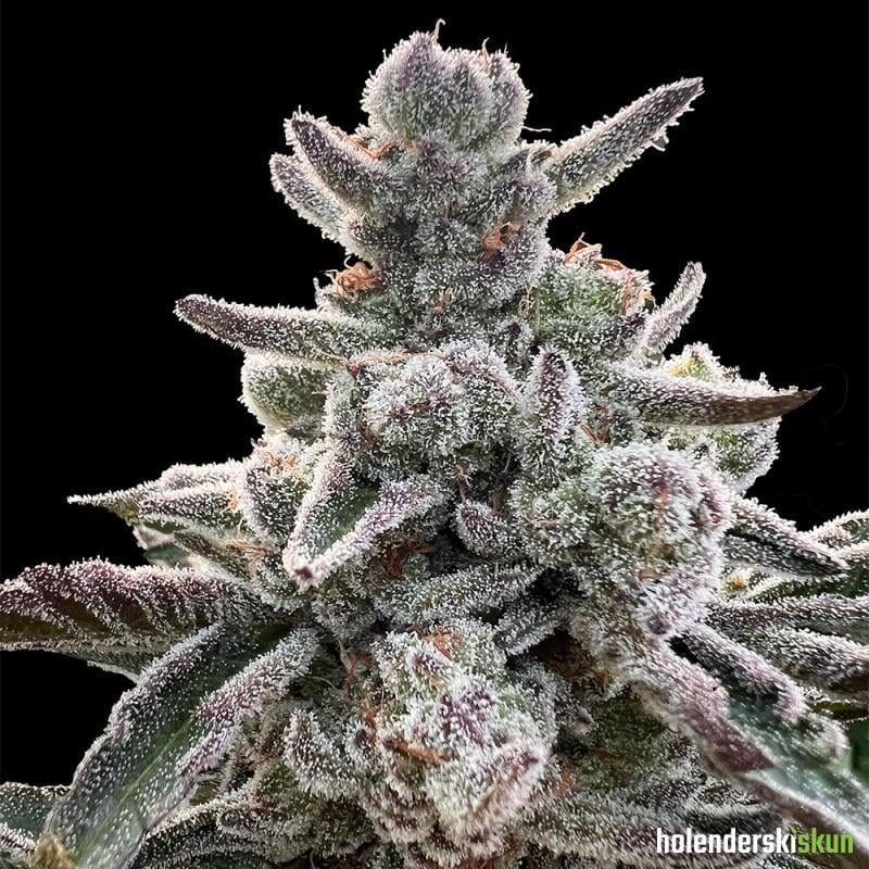 polar gelato by sherbinskis