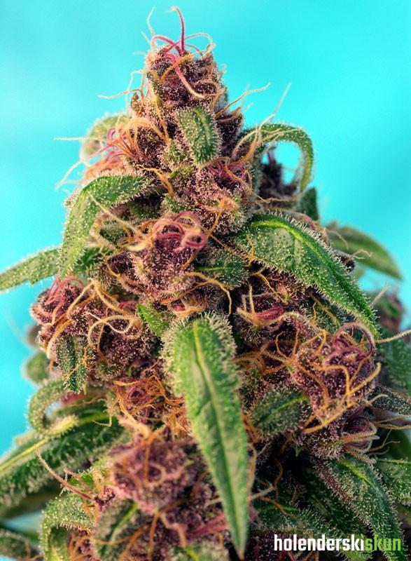 red mandarine f1 fast version®