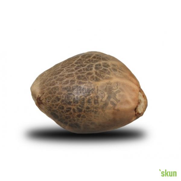 royal bluematic auto