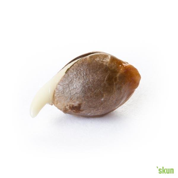 royal bluematic auto