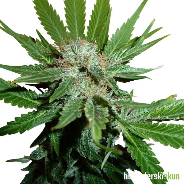 royal cheese (fast version)