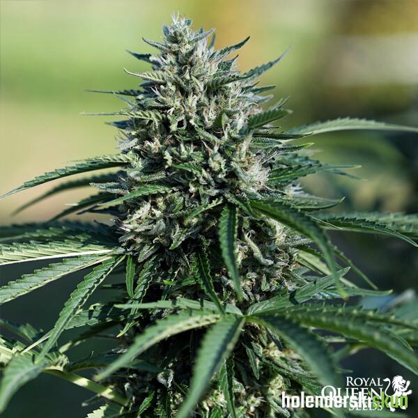 royal cookies automatic
