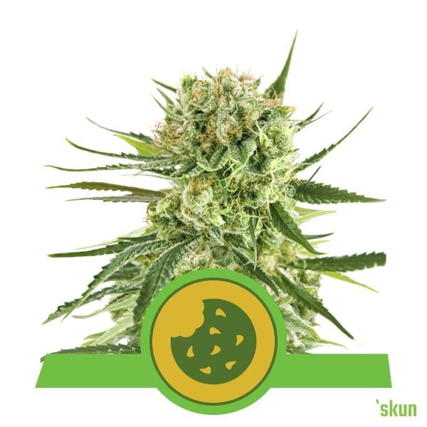 royal cookies automatic