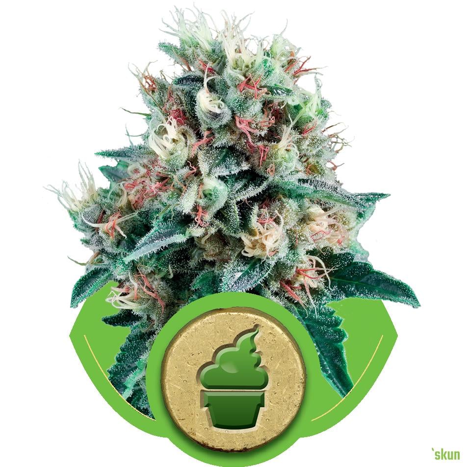 royal creamatic auto