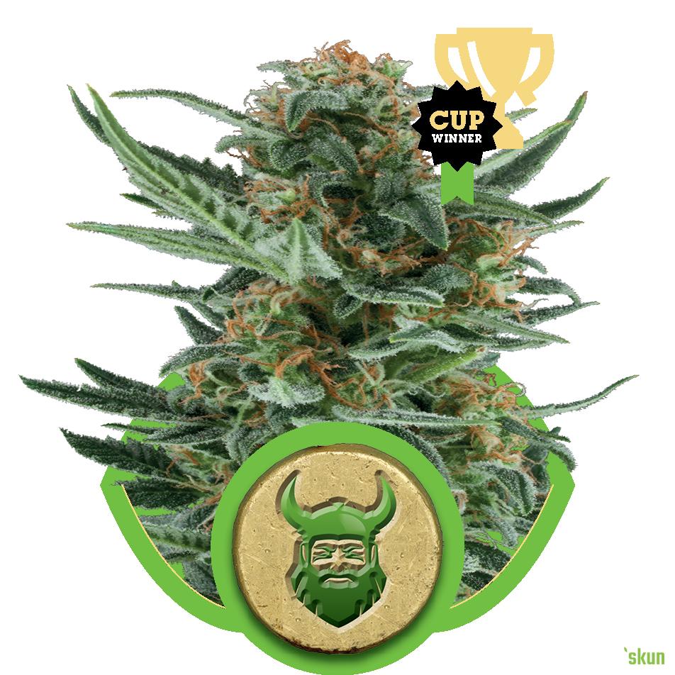 royal dwarf auto
