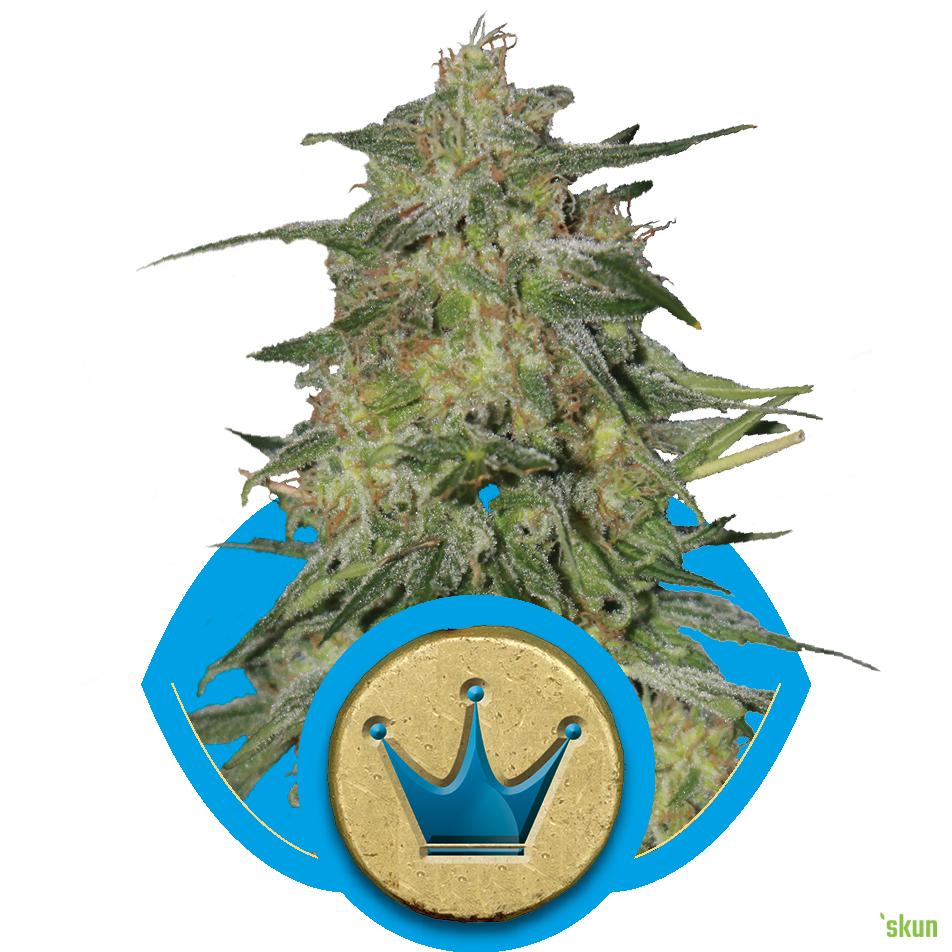 royal highness cbd