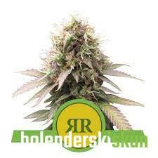 royal runtz auto