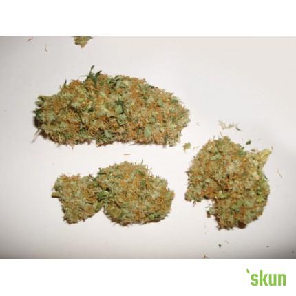 skunk #11