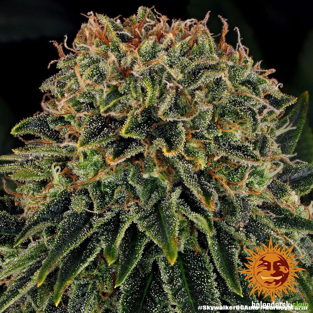 skywalker og auto