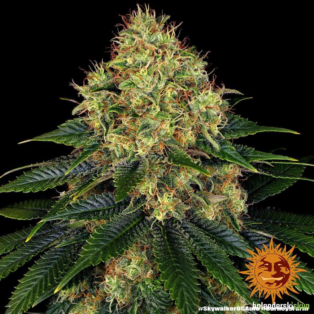skywalker og auto