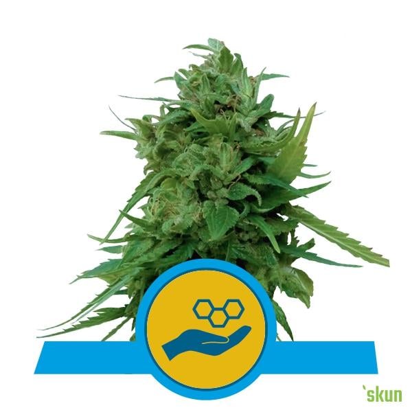 solomatic cbd auto