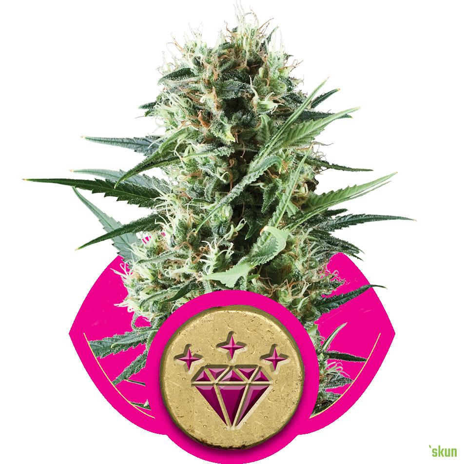 special kush 1