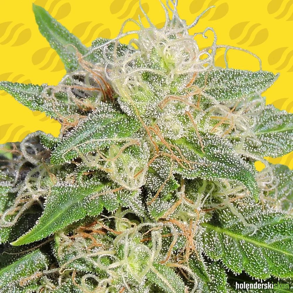 super auto lemon haze