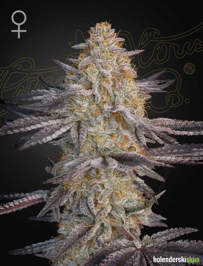 super lemon haze x rs11