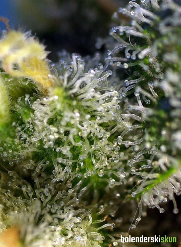 sweet amnesia haze®